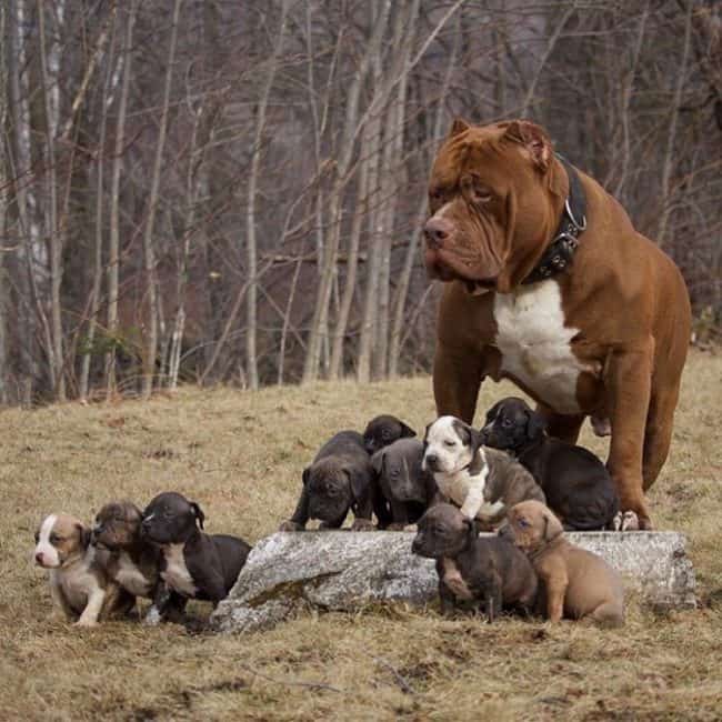 This Is How Much The World's Largest Pitbull’s Puppies Will Cost You