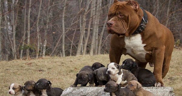 This Is How Much The World S Largest Pitbull S Puppies Will Cost You