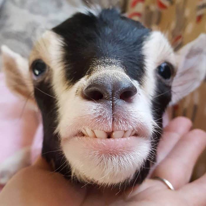 This Woman Quit Her Stressful City Job To Raise Disabled Baby Goats And