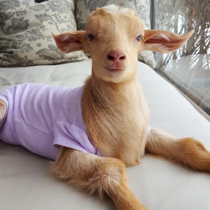 This Woman Quit Her Stressful City Job To Raise Disabled Baby Goats And ...