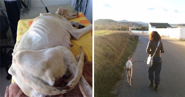 Rumeffland Kennel Gets Morning Shock After Adopting The Largest Puppy Ever Seen!