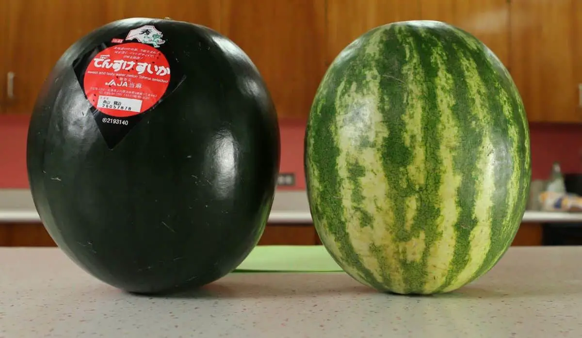 Worlds Biggest Watermelon