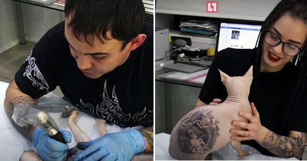 Russian Body Artist Sparks Outrage After Giving His Hairless Cat Four