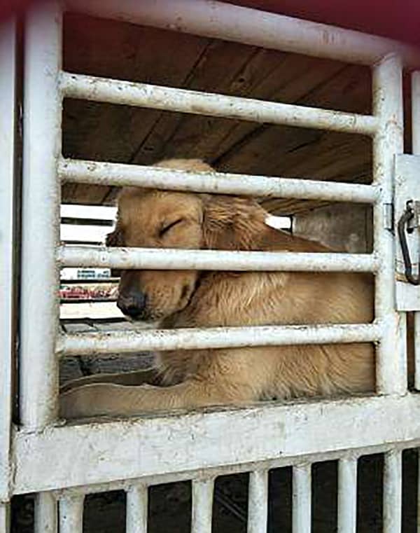 Golden Retriever Cries Tears Of Gratitude After Being Rescued From Dog Meat Trade
