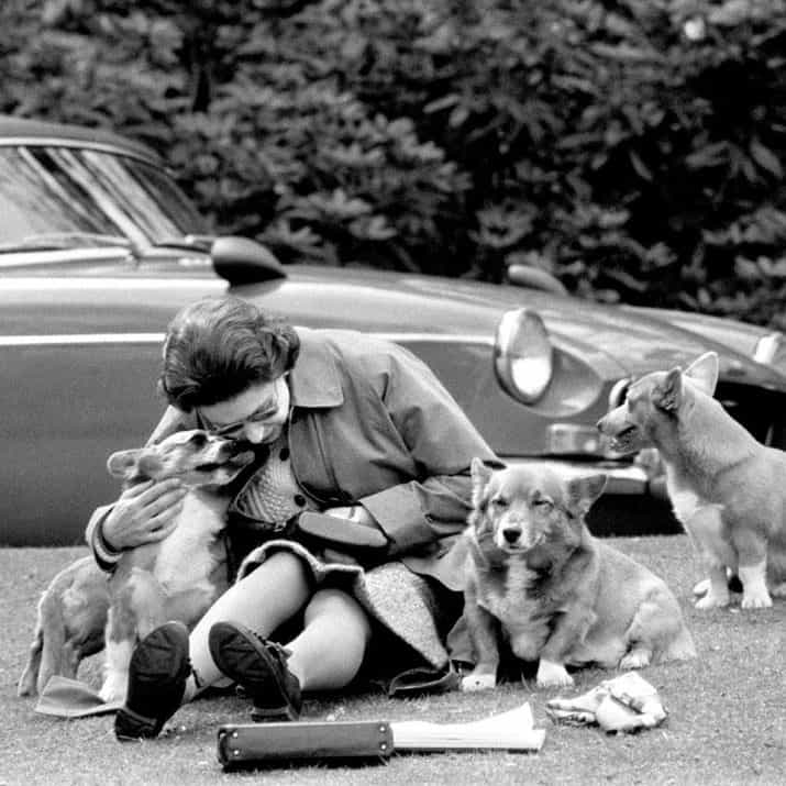 The Queen's Last Royal Corgi Has Died, Ending An 80-Year-Old Tradition