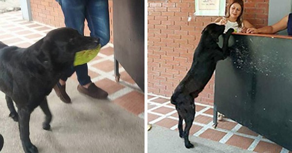 This Intelligent Pupper Likes To 'Pay' For His Treats