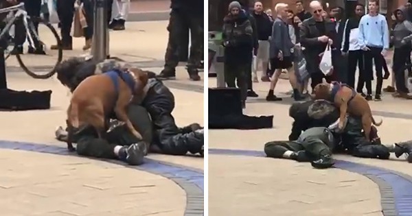 Dog Breaks Up Street Fight By Humping The Guys Legs
