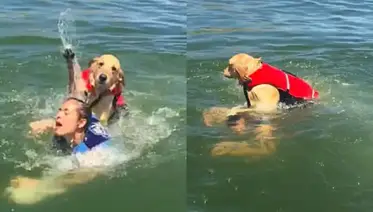 This Hilarious Dog Who Almost Drowned His Human Is Now A Meme