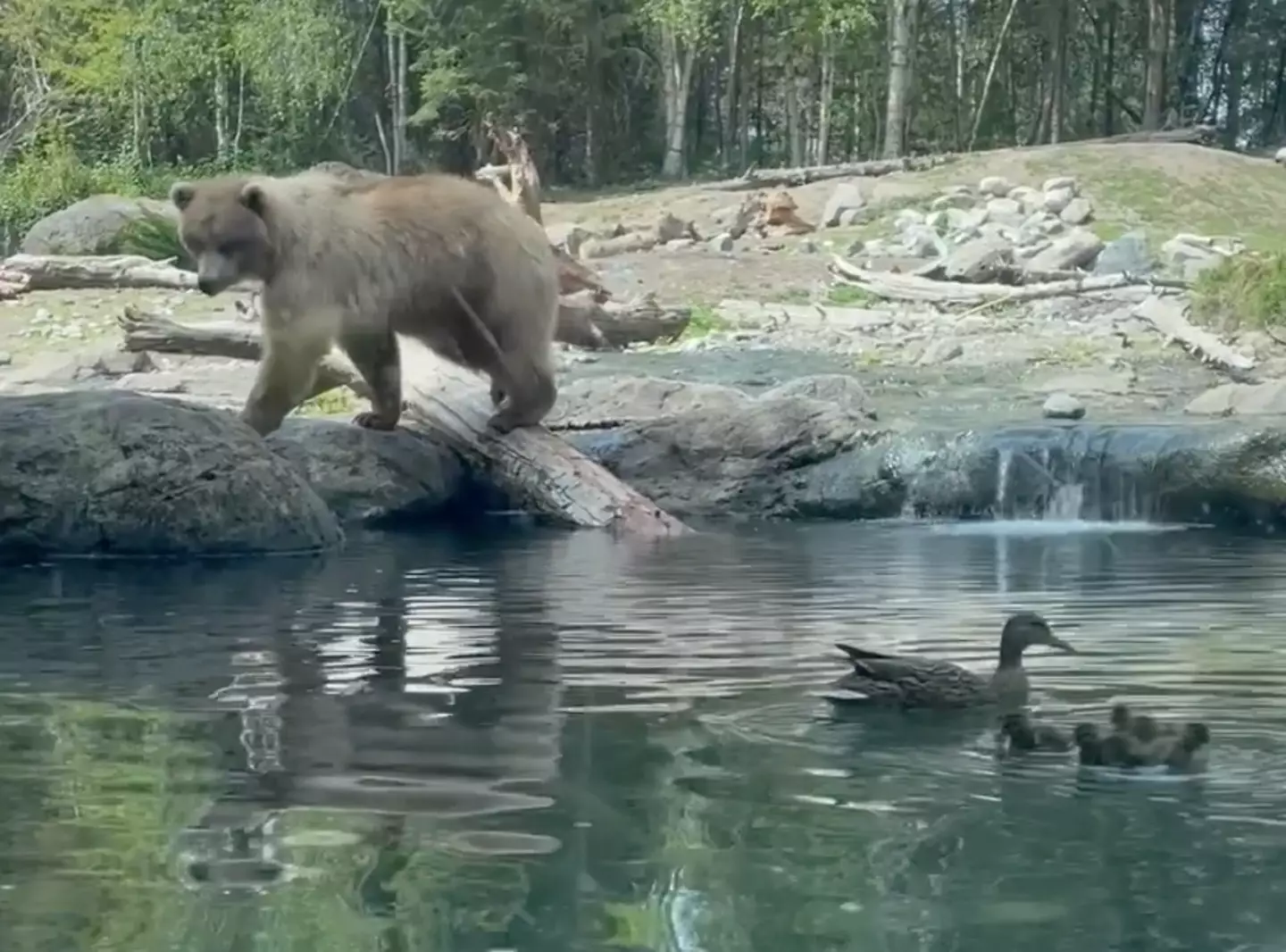 The bear was captivated by the ducks. (Rachelle via Storyful)