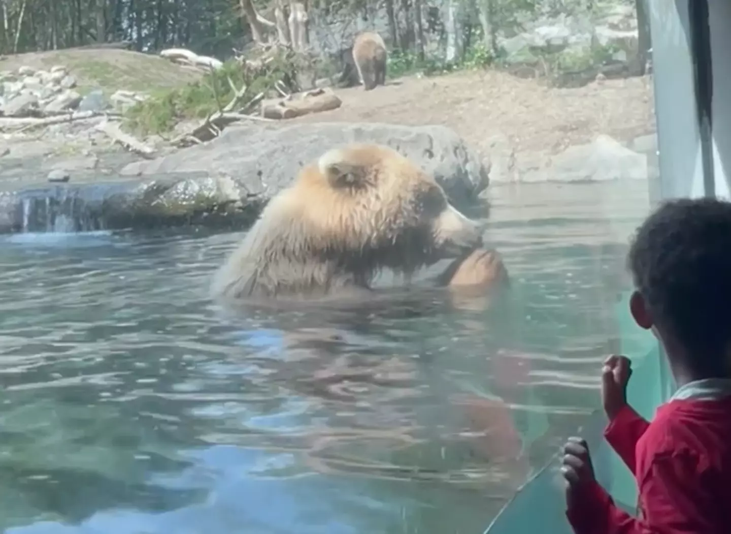 Juniper soon got her jaws around the ducklings. (Rachelle via Storyful)