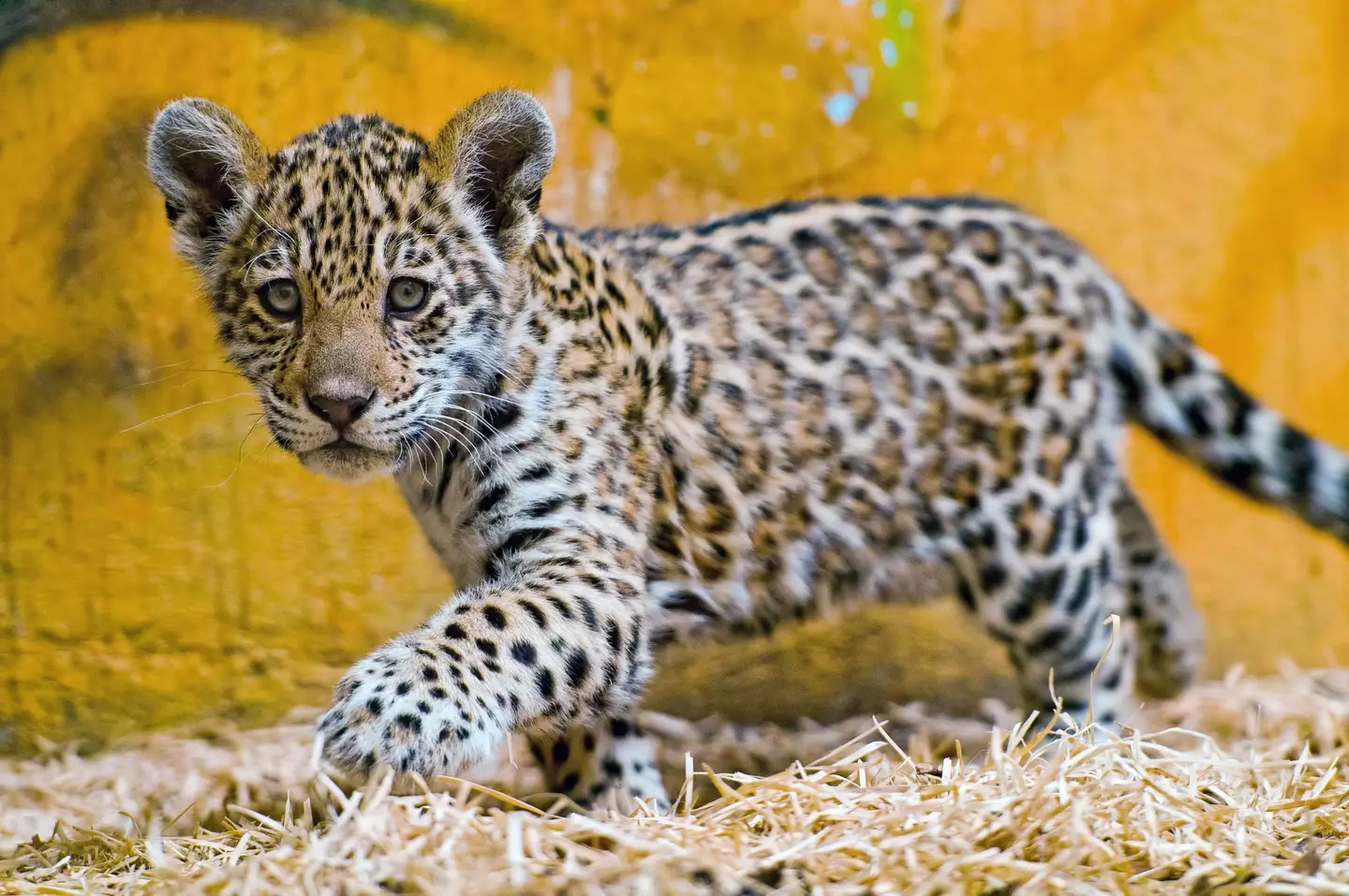 (Tambako the Jaguar/Getty)