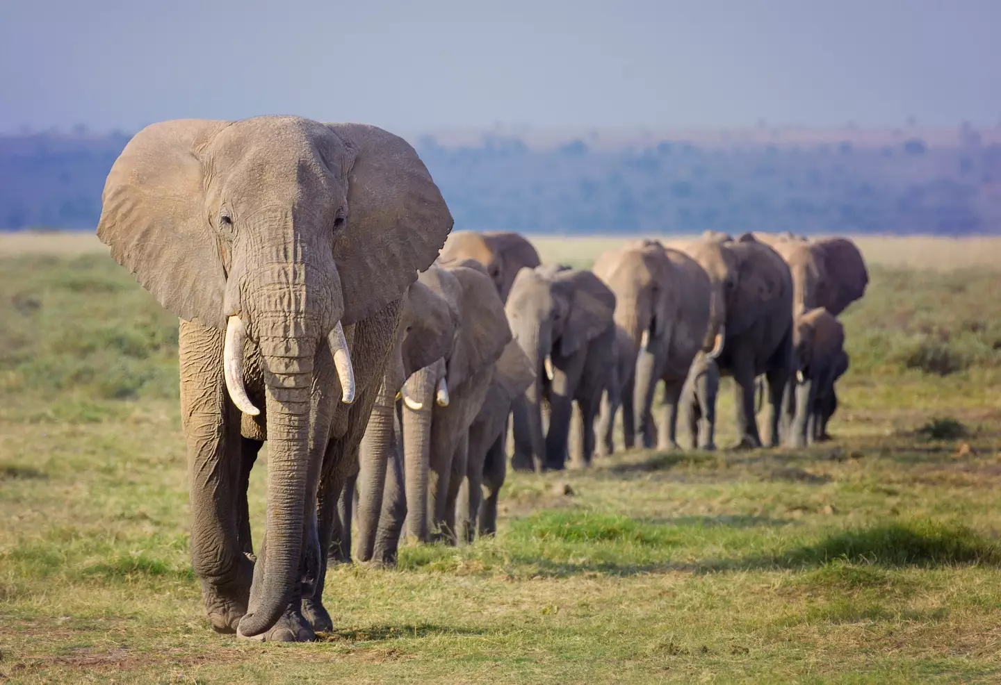 The group spotted three adult elephants and two cubs. (Getty Stock Photo)