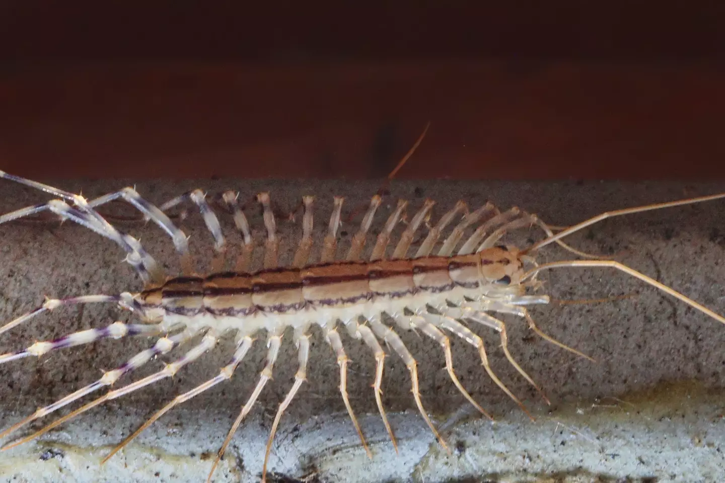 Eating centipedes is strongly advised against. (Creative Touch Imaging Ltd./NurPhoto via Getty Images)