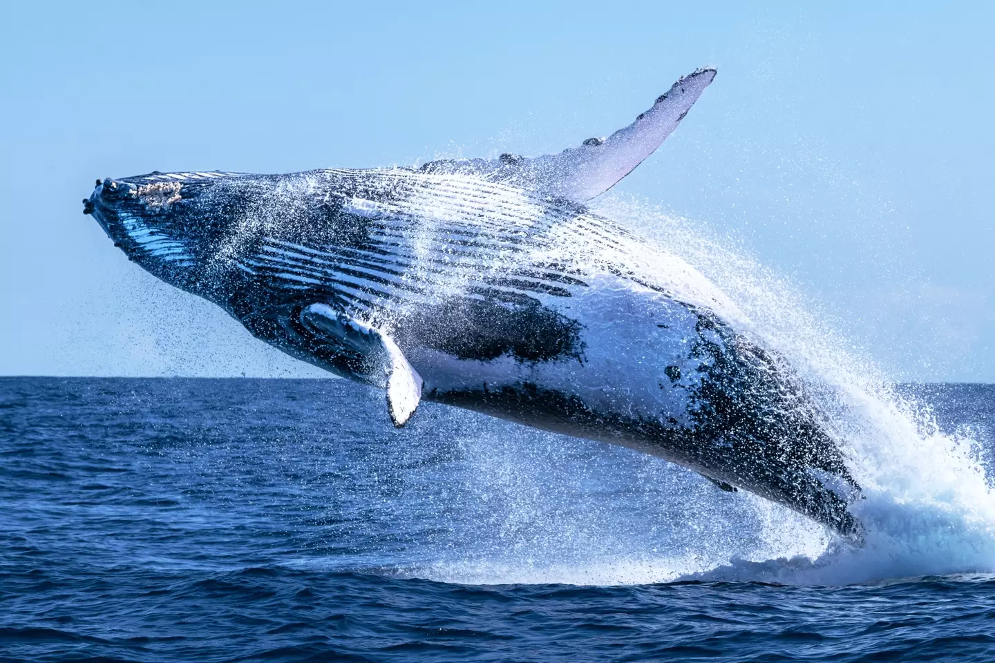 Michael Packard was almost swallowed by a humpback whale.