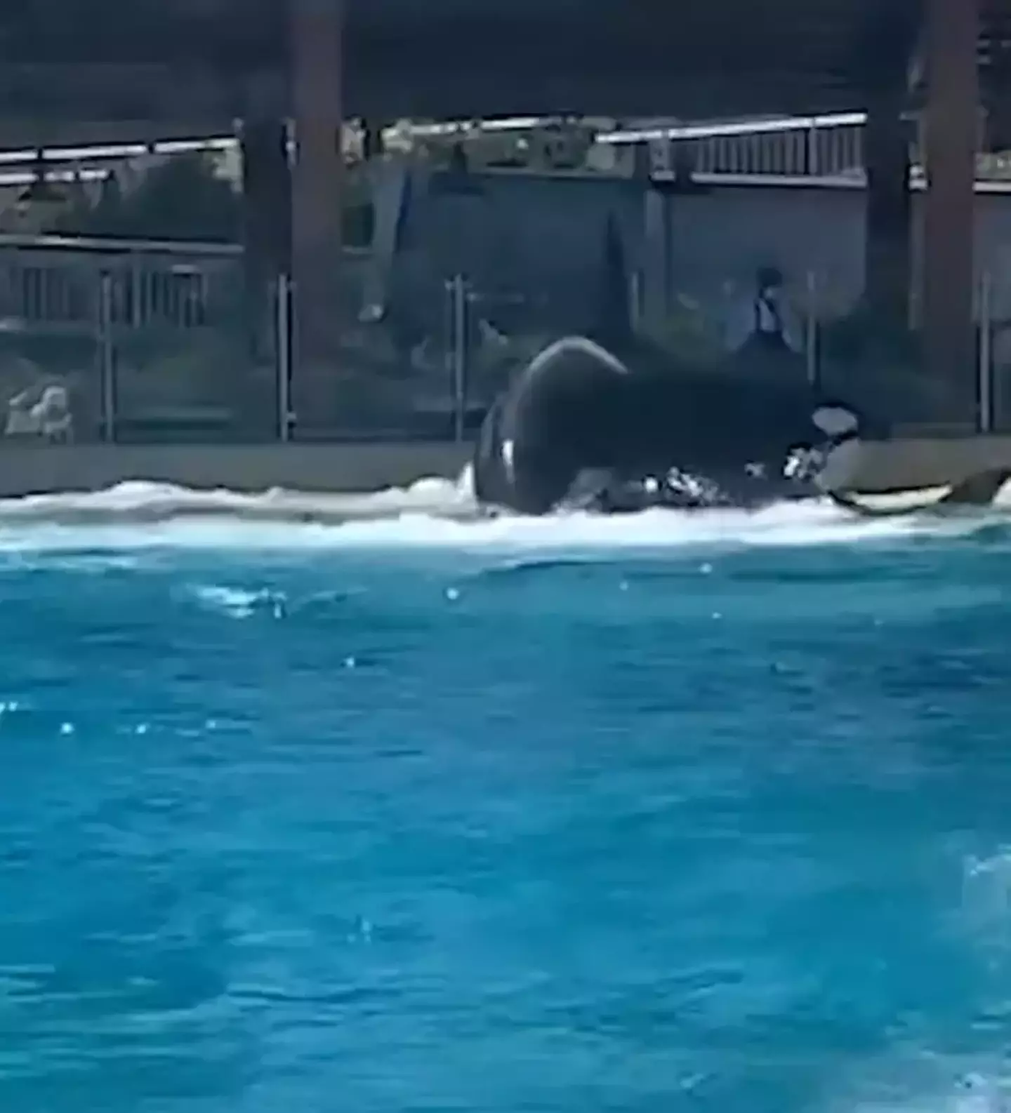 One of the orcas was seen beached on the side. (PETA)