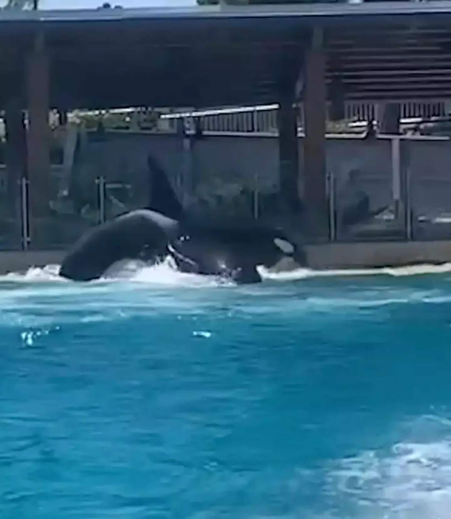 The whales can often be aggressive in captivity. (PETA)