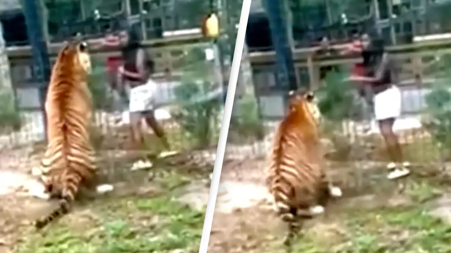 Chilling video captures woman scaling zoo fence to lure tiger, narrowly ...