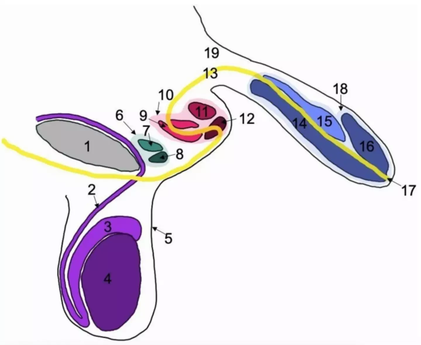 Man With Three Penises Becomes Second Recorded Case Of Rare Condition ...