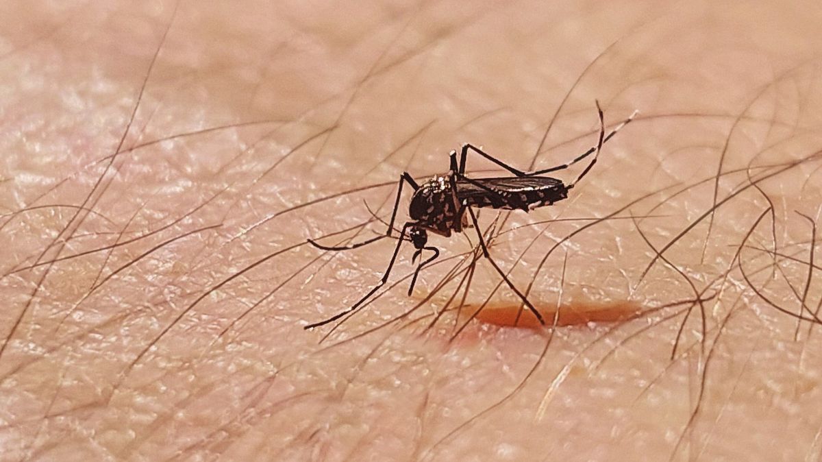 Google wants to release 32 million infected mosquitos in the US as plan is revealed - Pulptastic