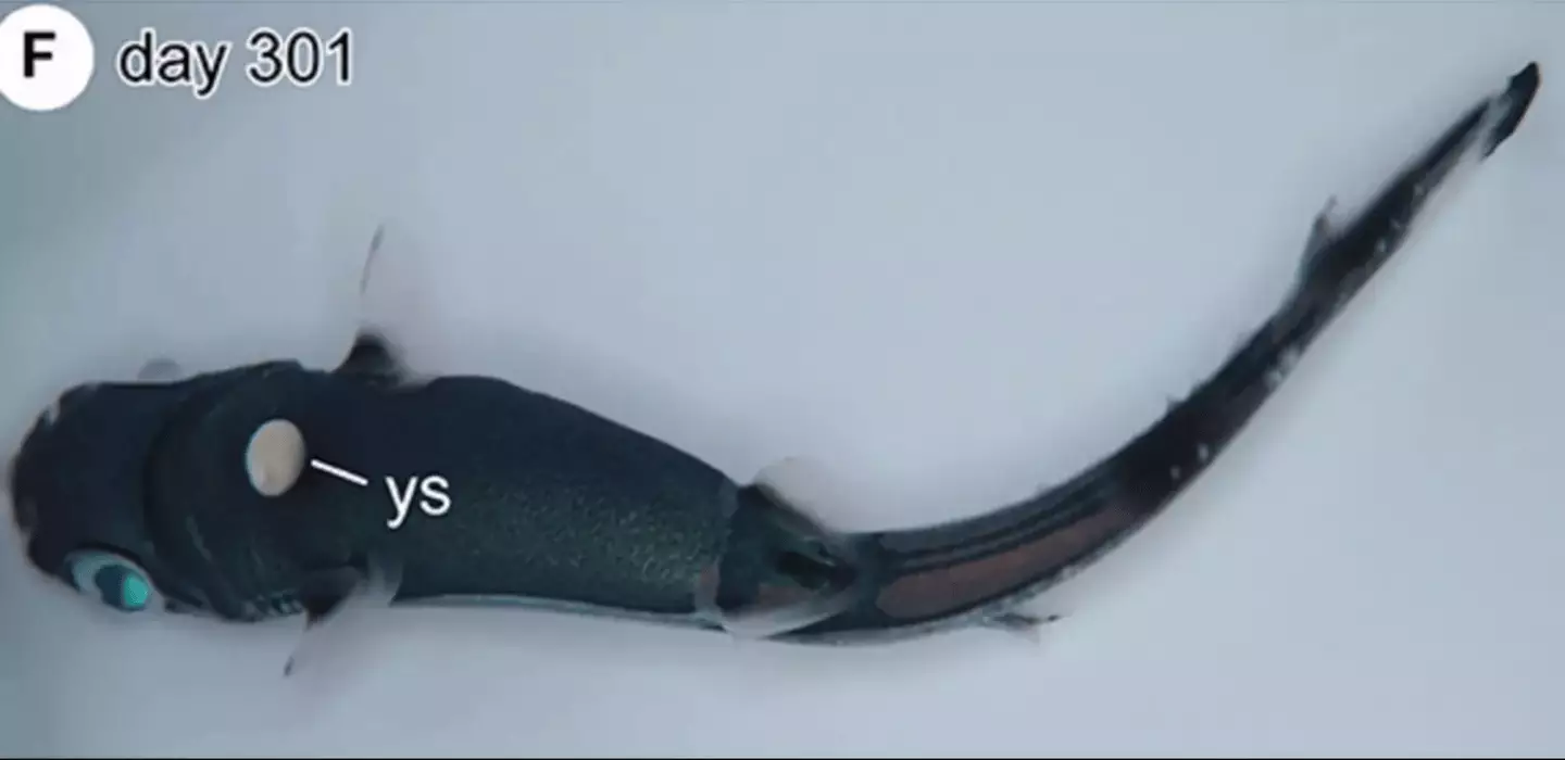 Japanese scientists were able to incubate shark embryos for nearly a year (Frontiers in Fish Science)