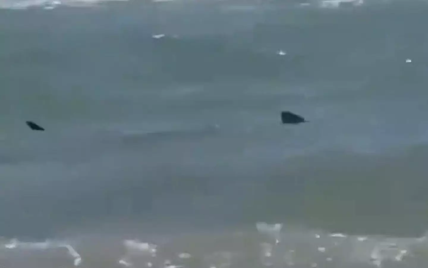 The shark patrolled offshore. (X / zakisolja)