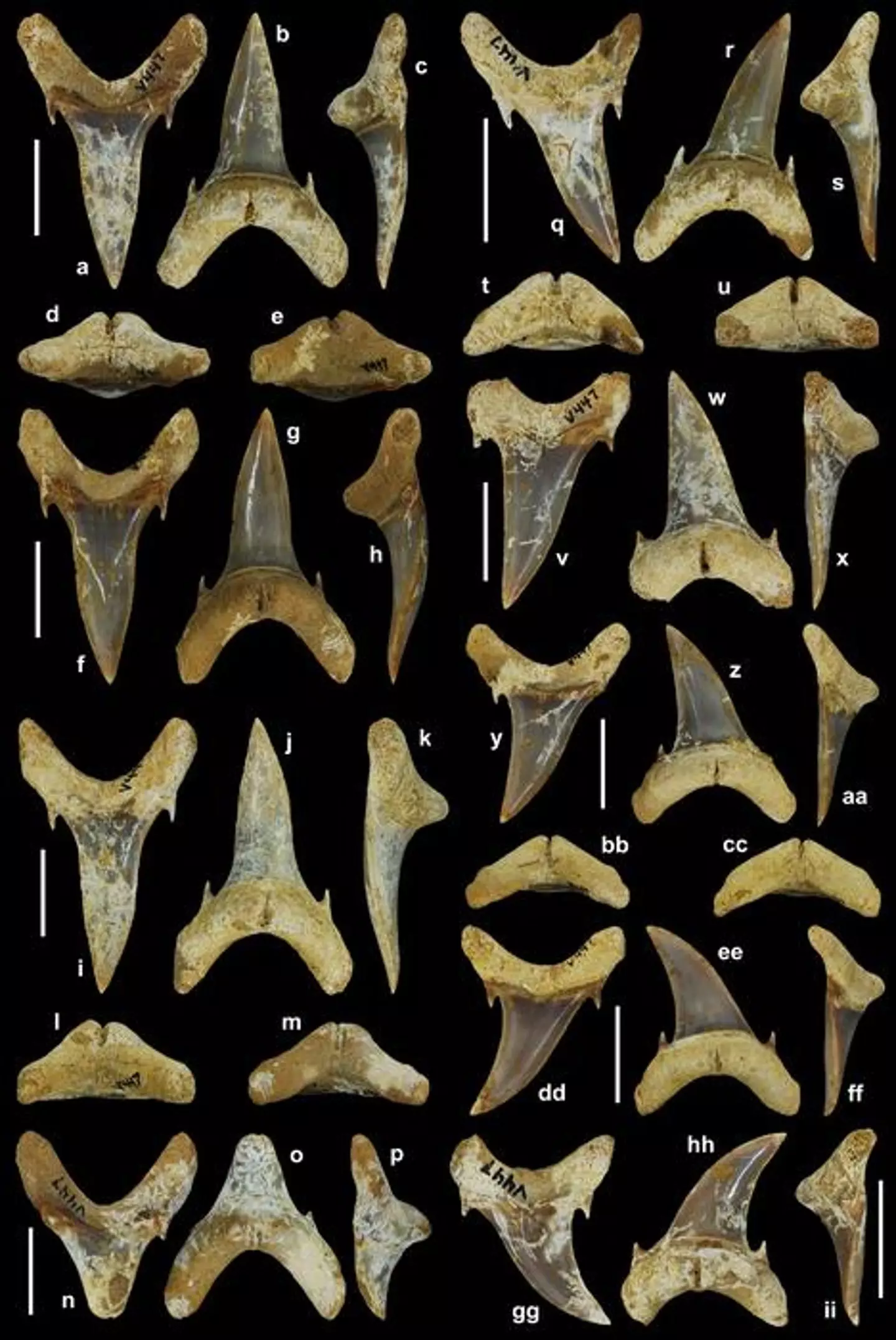 Palaeohypotodus bizzocoi teeth. (EBERSOLE ET AL.)