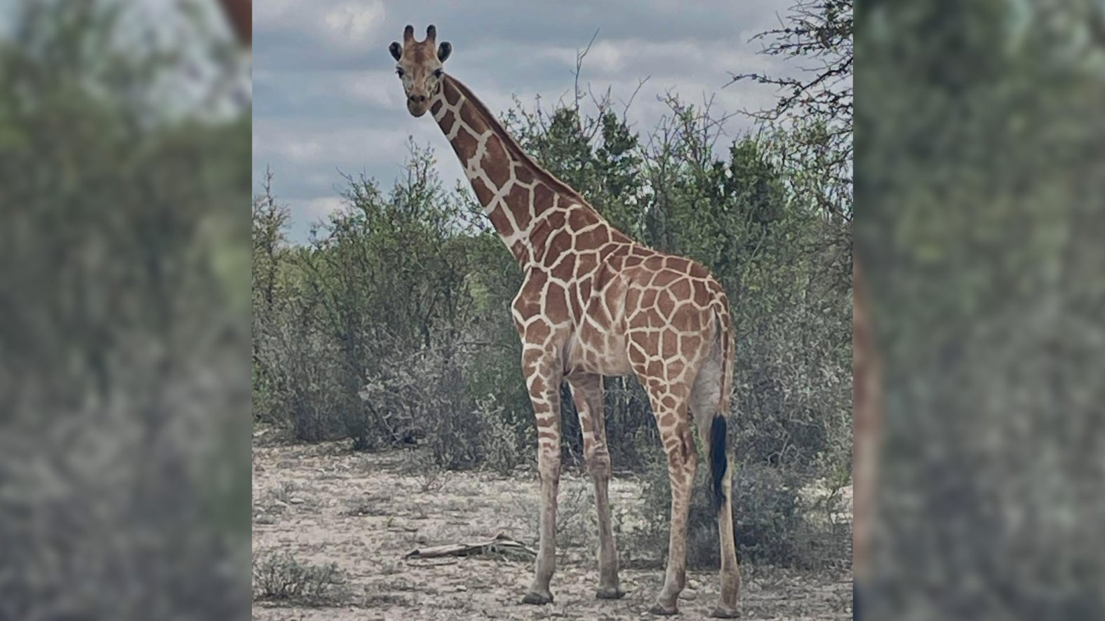 Gracie the Giraffe, who went missing after wandering off a Texas ranch, is finally found