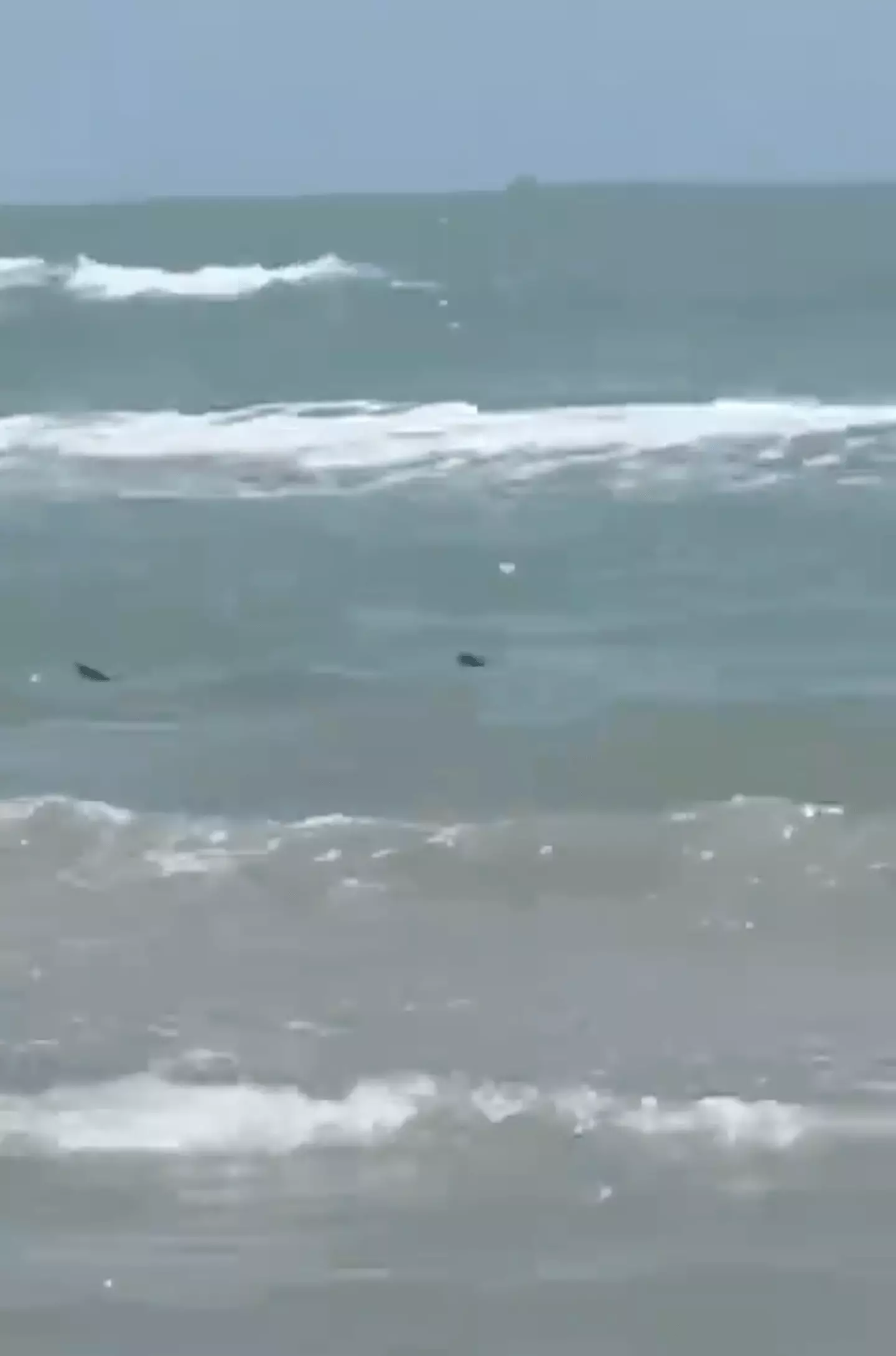The shark was spotted in the surf. (X / zakisolja)