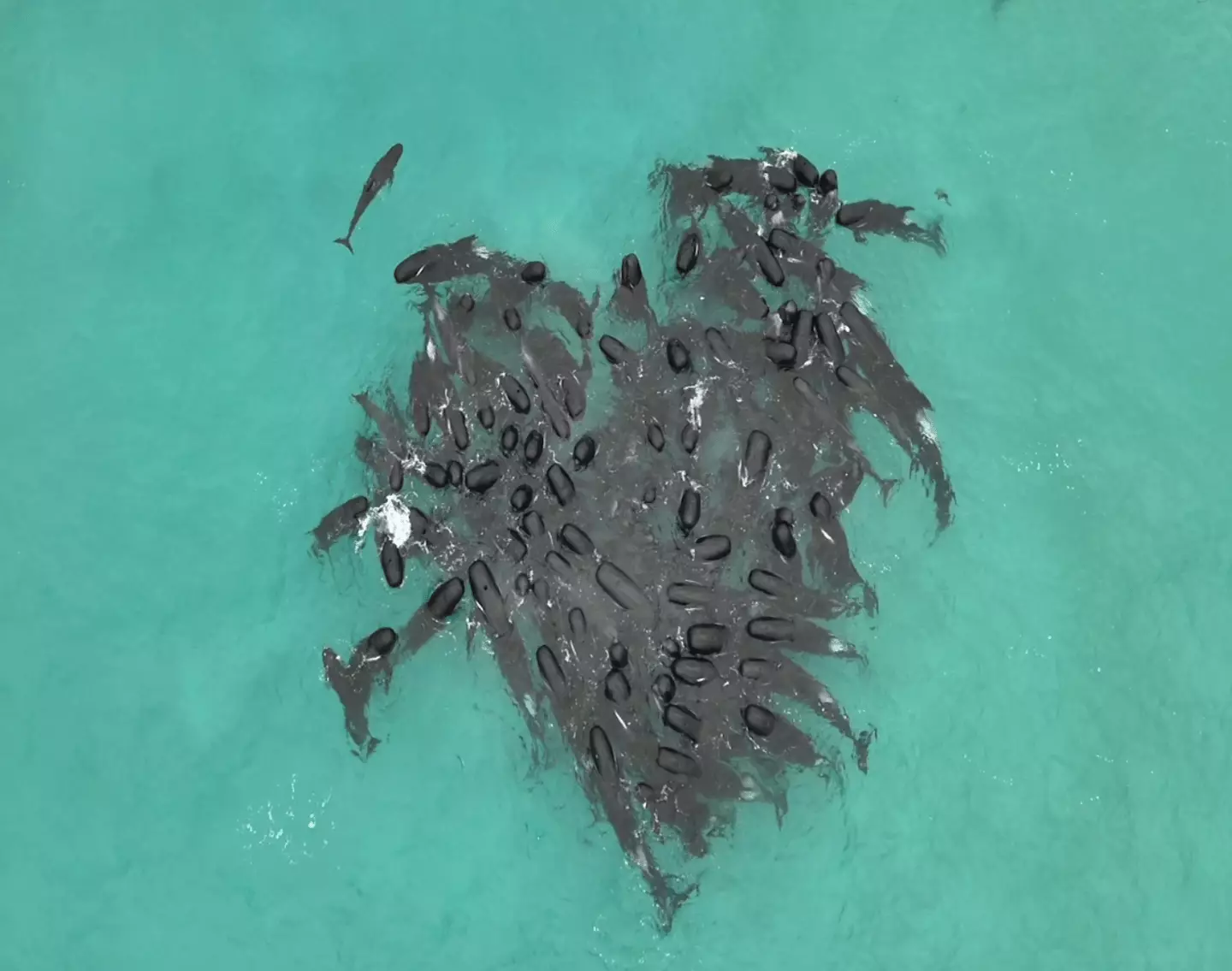 The whales formed a heart in the water (Allan Marsh and DBCA/Facebook)