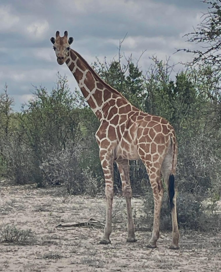 Gracie the Giraffe, who went missing after wandering off a Texas ranch, is finally found