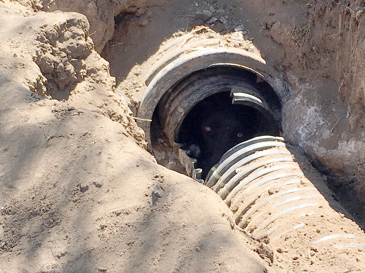 Terrified pup survives 2 days in pitch-black California tunnel before dramatic rescue