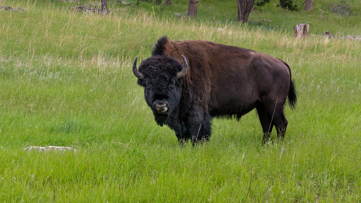 Australian hiker found dead after going missing on trail near Yellowstone National Park