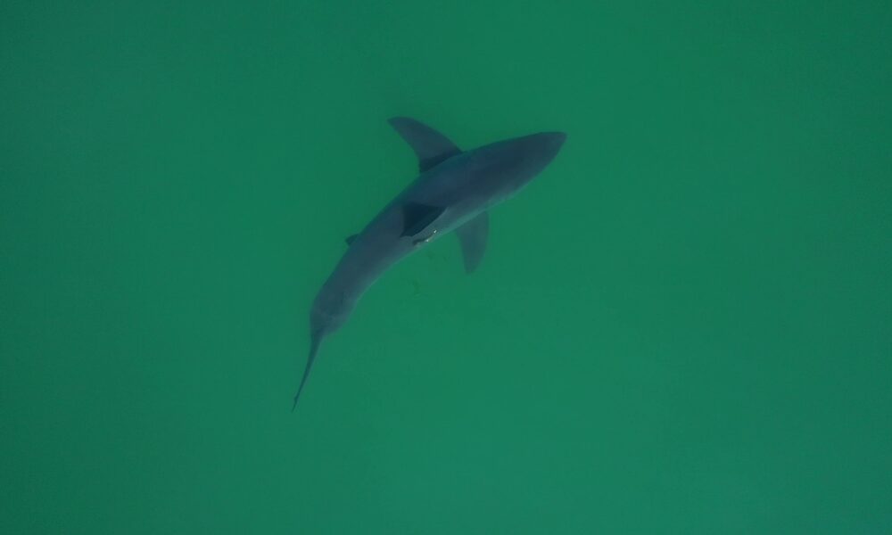 California beach deploys ingenious new way to find sharks lurking in the shallows near swimmers