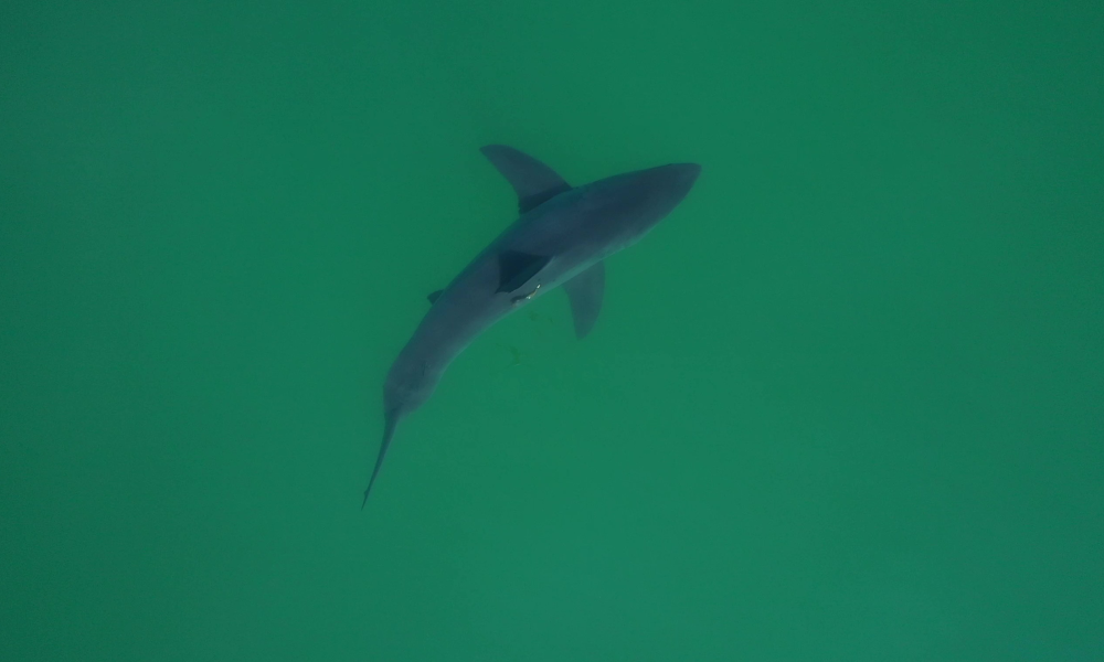 California beach deploys ingenious new way to find sharks lurking in the shallows near swimmers