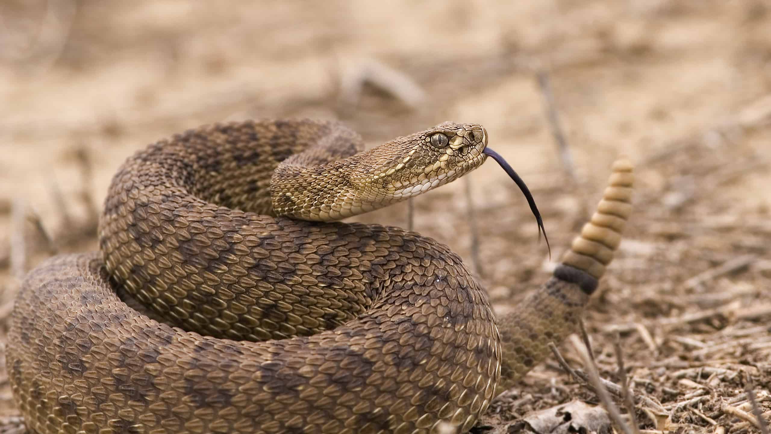 A rattlesnake against California terrain showing its characteristic rattle