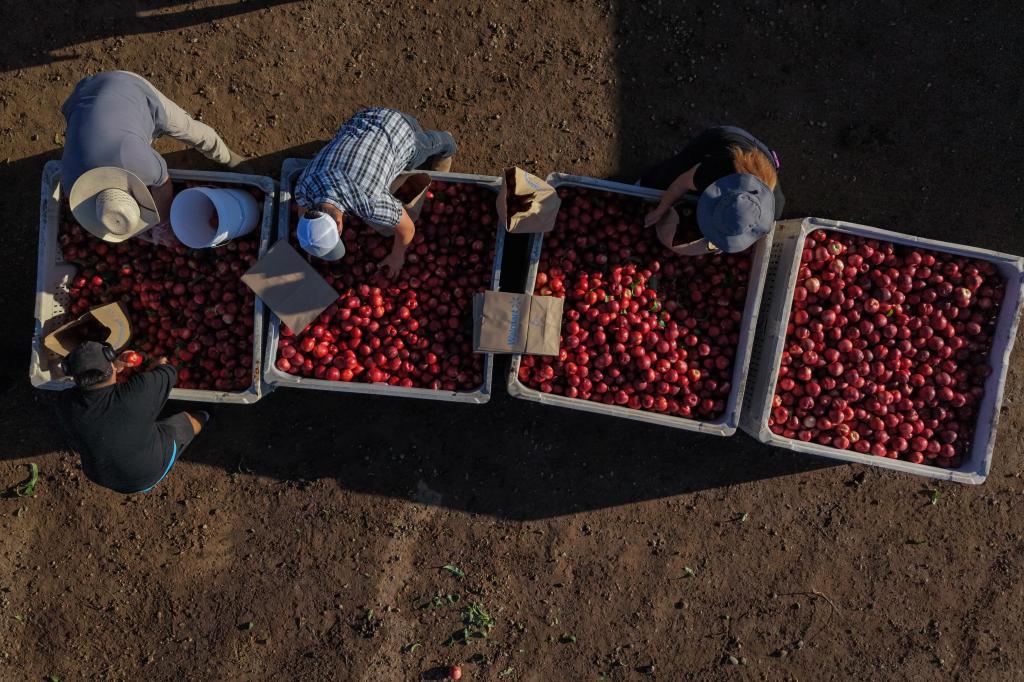 A California farmer is giving away tons of nectarines that he’s not allowed to sell