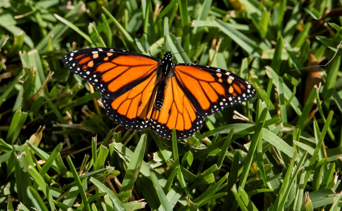 US cancels automatic protections for imperiled animals as critics warn of extinctions