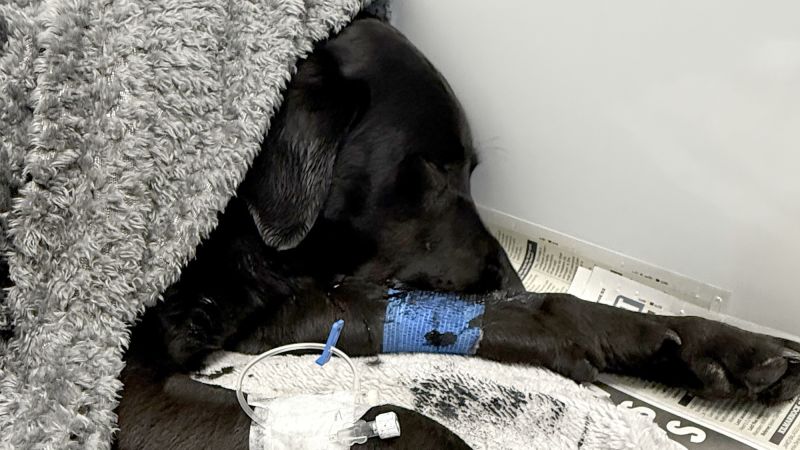 Grateful dog owner describes mountain rescue after canine apparently ingests cannabis
