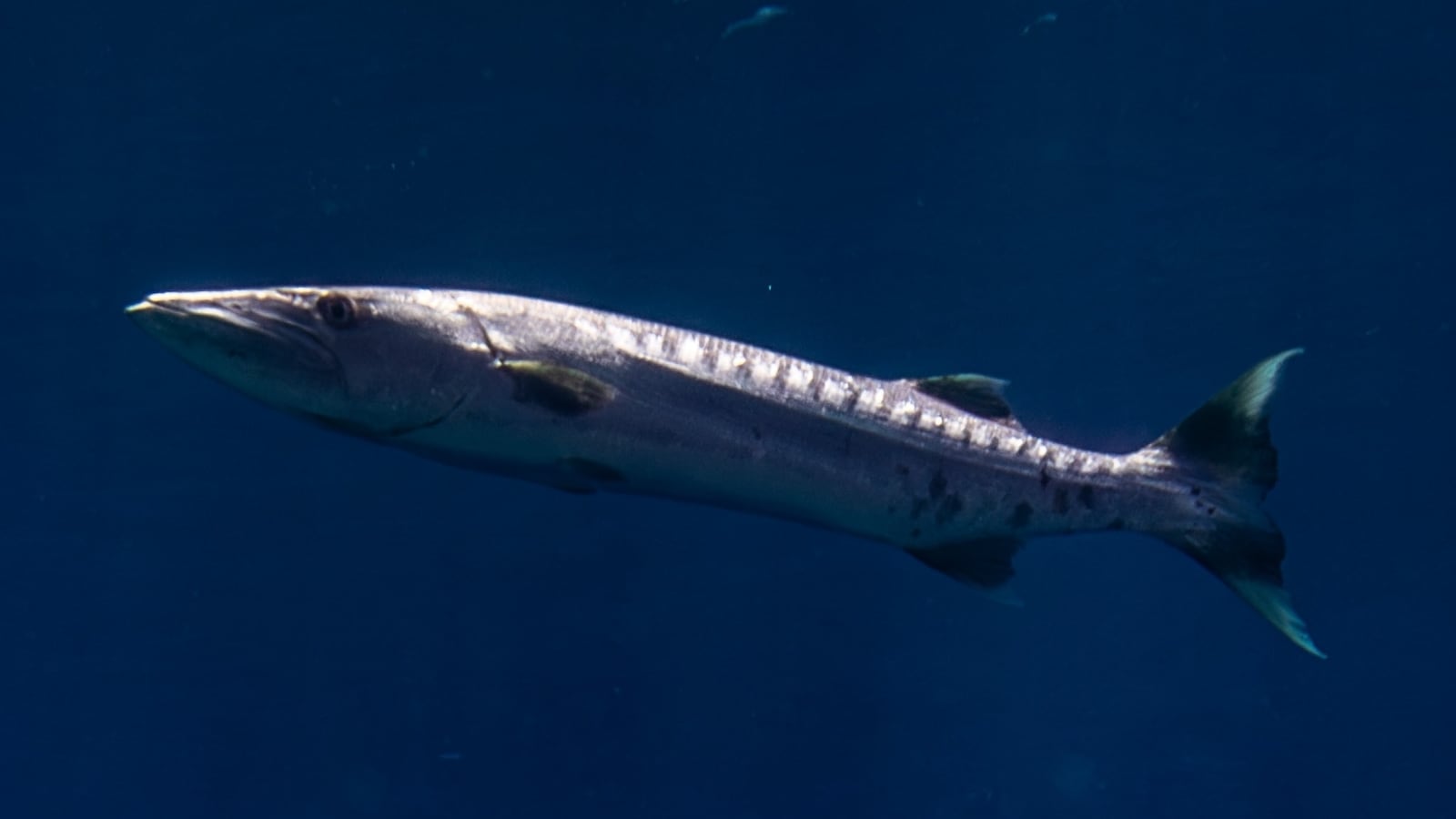 Girl, 13, bitten by barracuda in bloody ‘horror movie’ attack during Turks and Caicos birthday trip