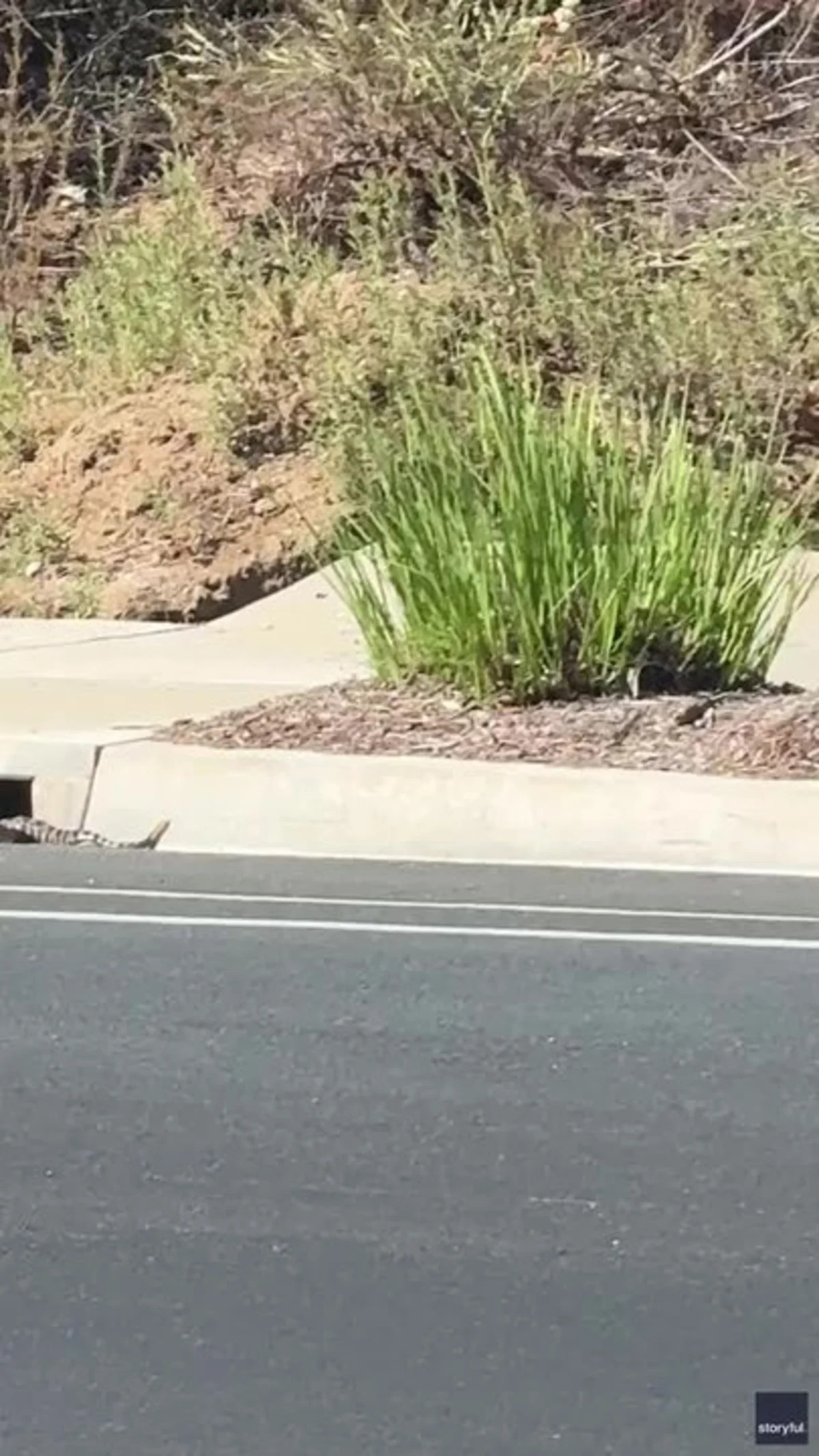 Tony D'Amore, a Thousand Oaks resident who witnessed and filmed the snake encounter