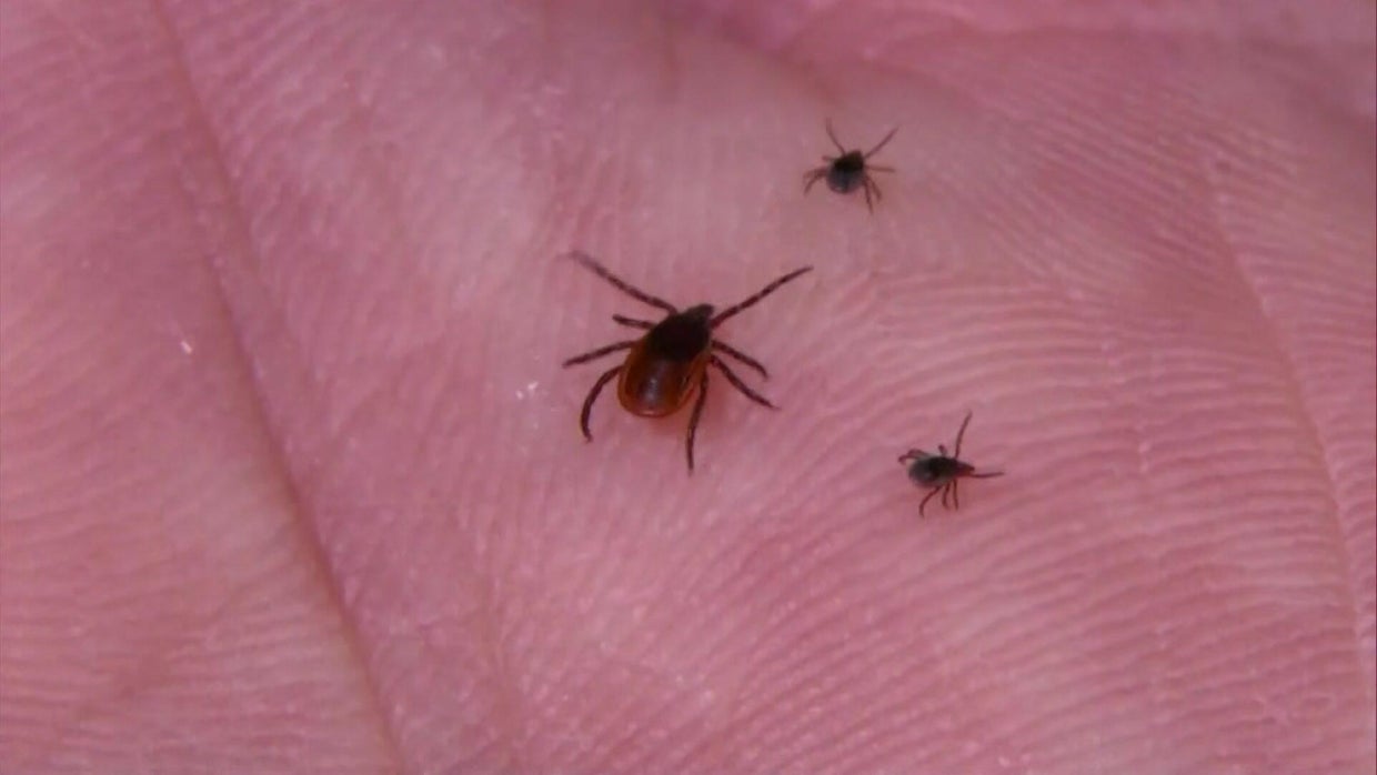 Senator Chuck Schumer at a podium during his press conference on tick-borne disease research.