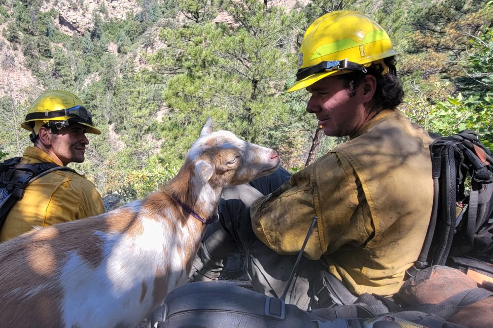 Hooved friend gives moral support to firefighters in Colorado