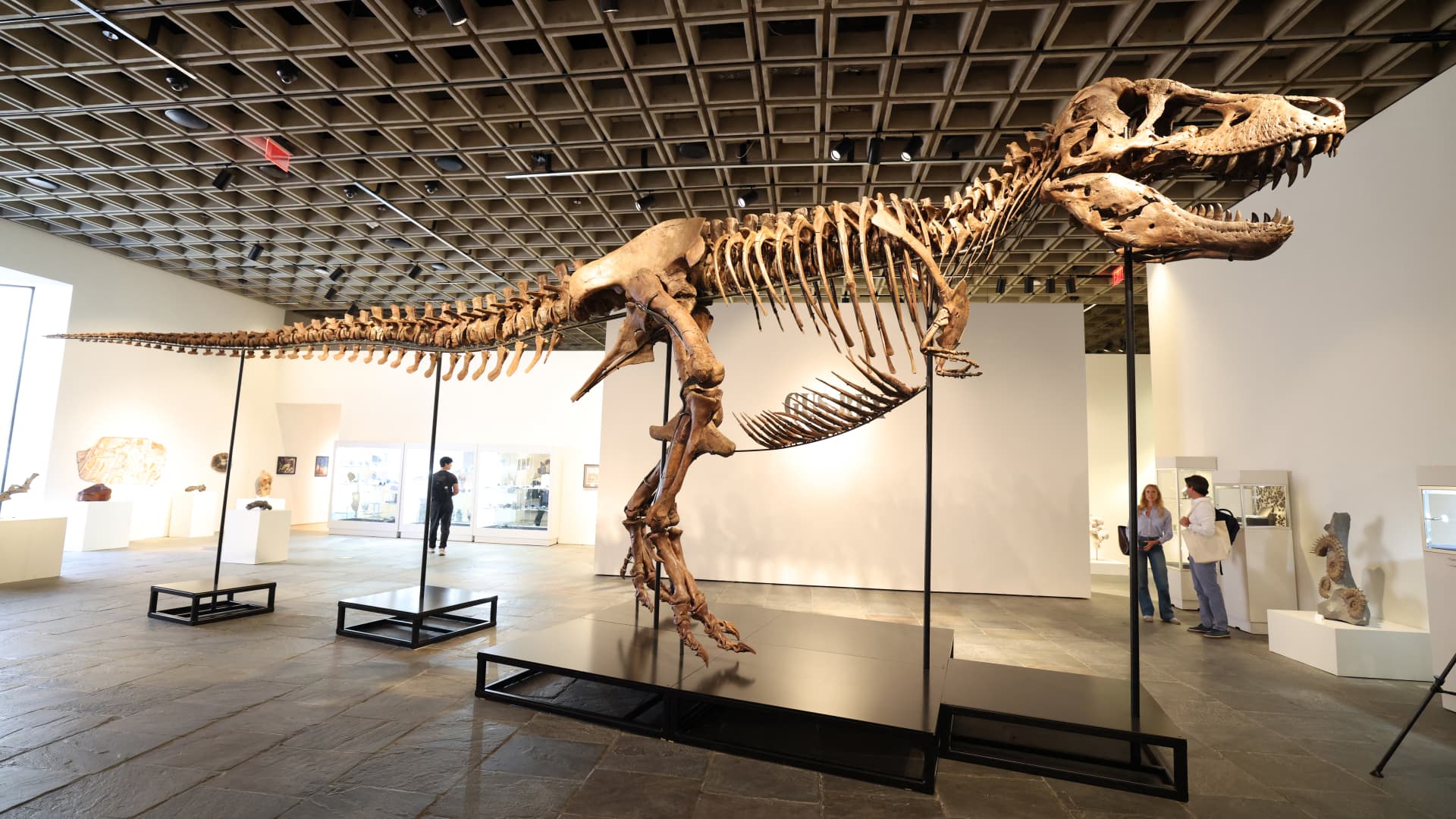 Mystery bidder buys T. rex nicknamed ‘Gus’ for a record $50 million