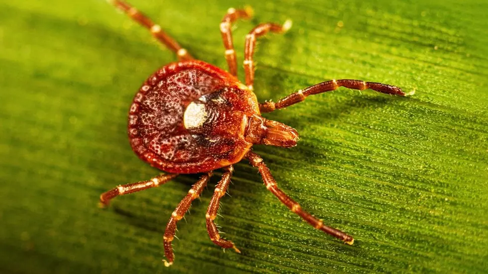 First case of untreatable, potentially fatal Bourbon virus confirmed in New York