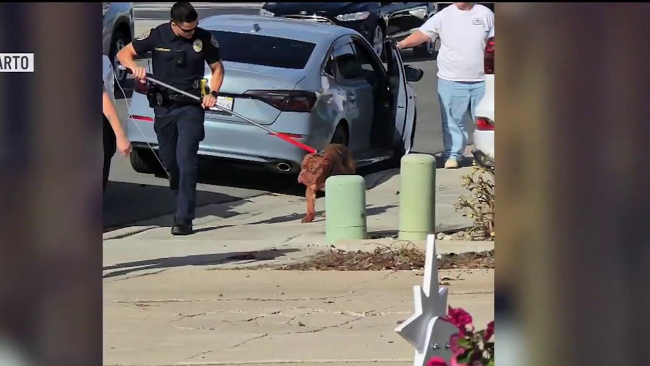 Fists fly as two men and their dogs brawl at popular San Diego tourist destination in wild video