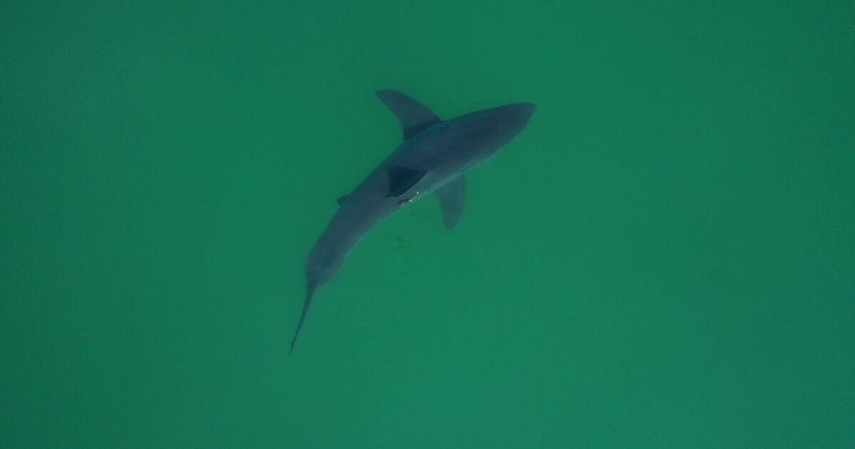 Christopher Lowe, director of the CSULB Shark Lab, developing shark surveillance technology