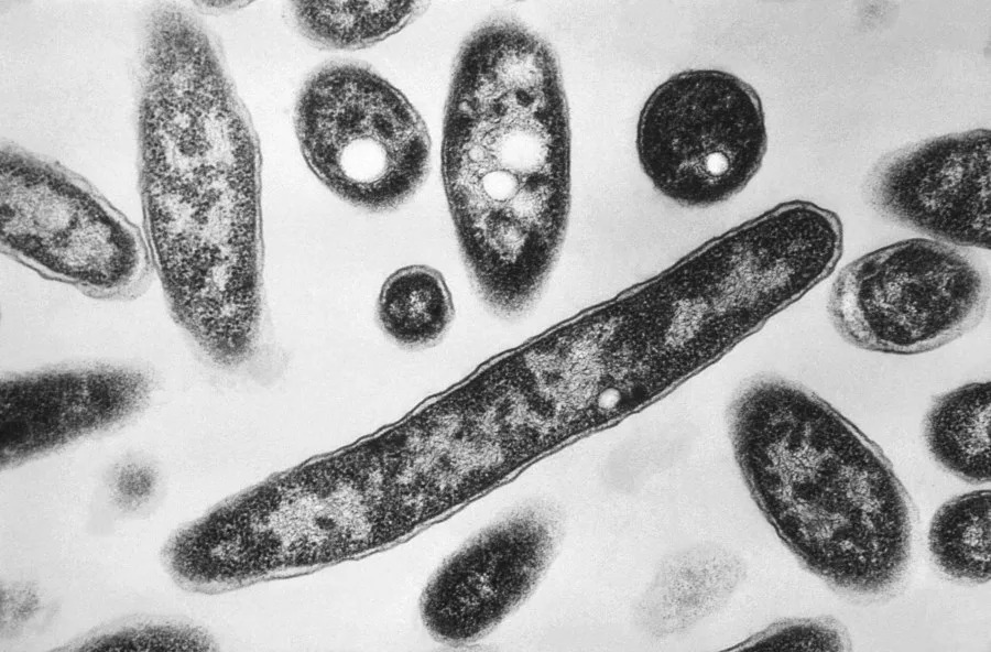 7th person dies in NYC Legionnaires’ disease outbreak