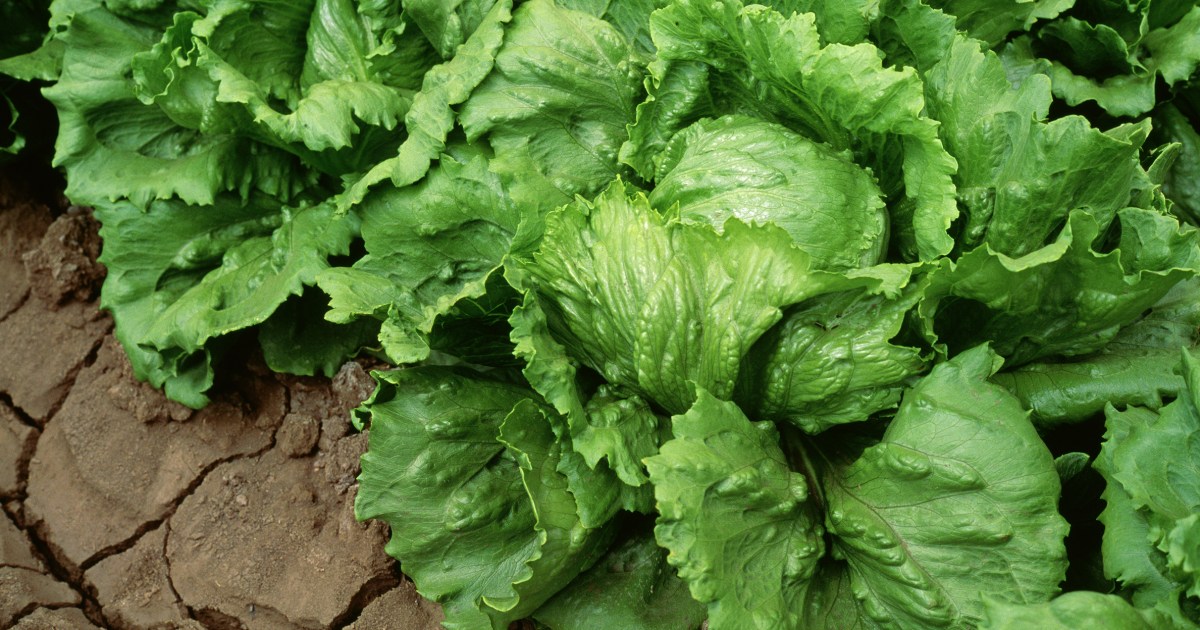 Taylor Farms recalls lettuce shipped to 27 states over cyclospora risk