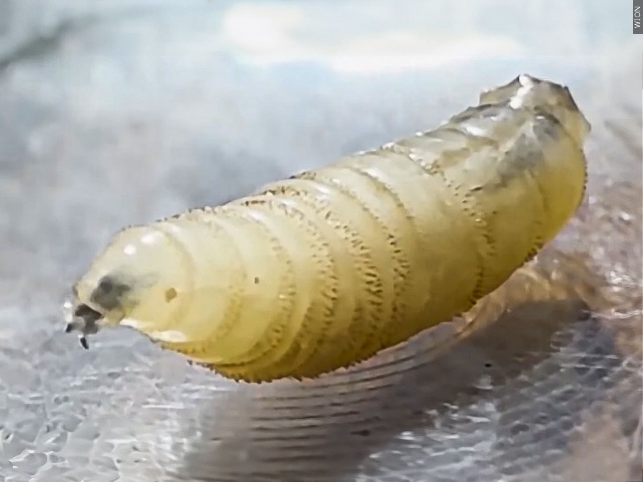 What to know about protecting pets from the New World screwworm fly