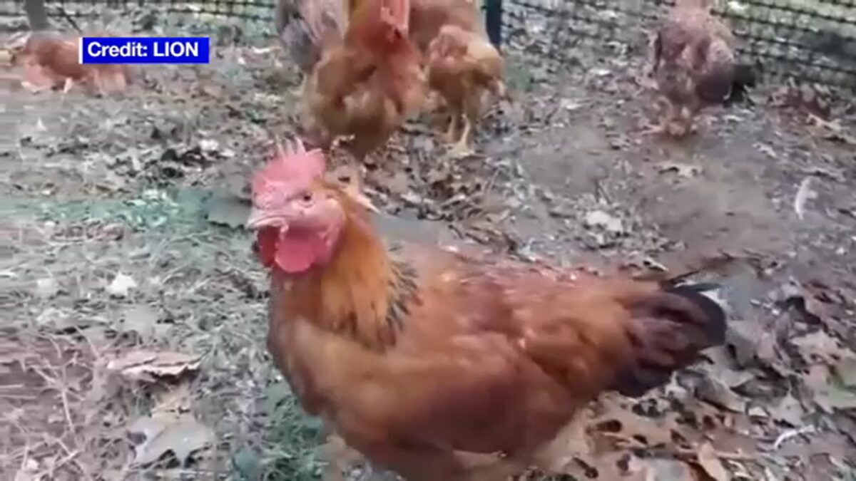Crates containing the rescued chickens in the backyard